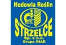 Hodowla Roślin Strzelce Sp. z o.o. Grupa IHAR Strzelce: sprzedaż nasion, pszenica jara, rzepak ozimy, rośliny strączkowe, len oleisty